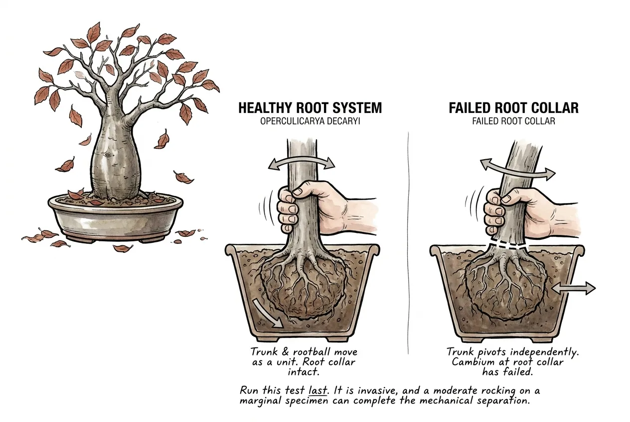 Hand rocking trunk to test root collar stability