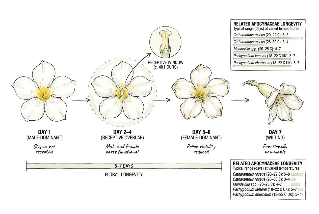 Pachypodium eburneum flower opening timeline over five to seven days