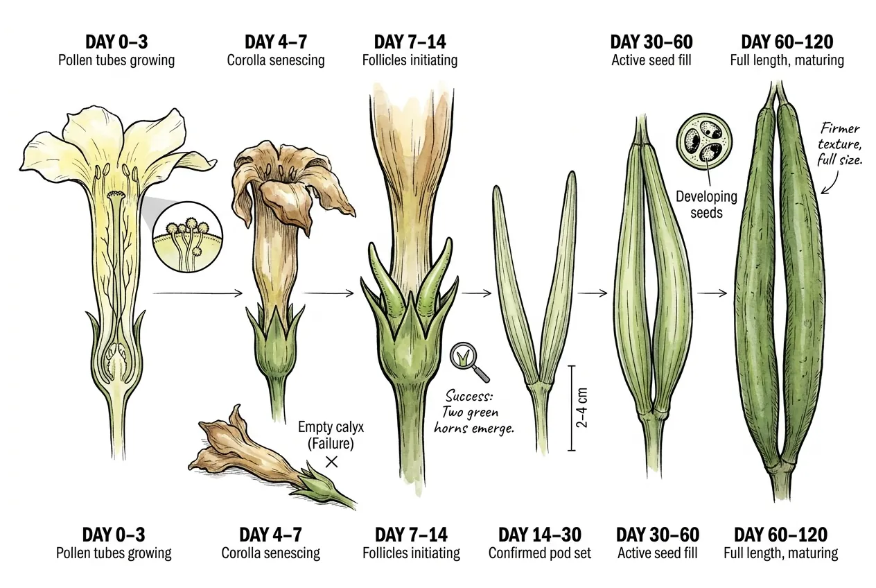 Follicle swelling timeline after successful pollination