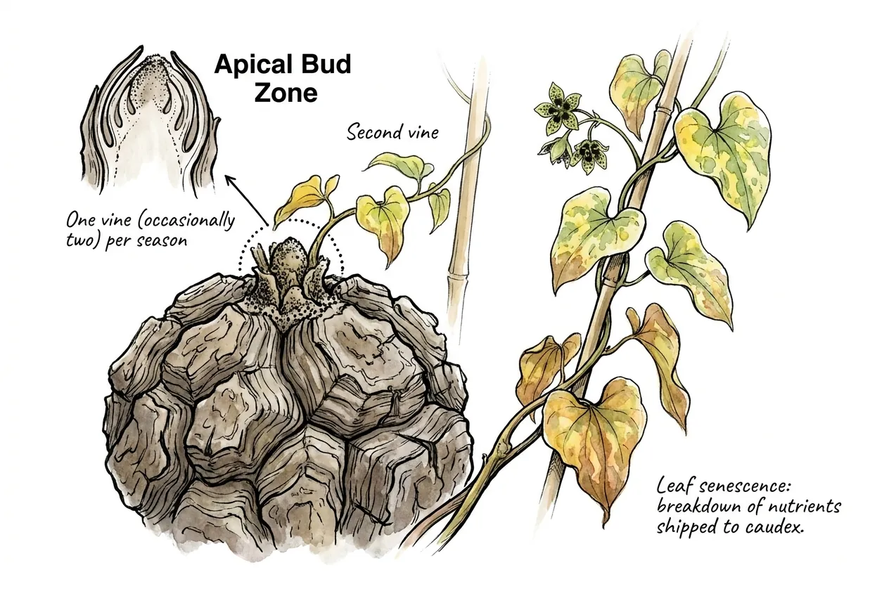 Conceptual vine emergence from the crown of Dioscorea elephantipes