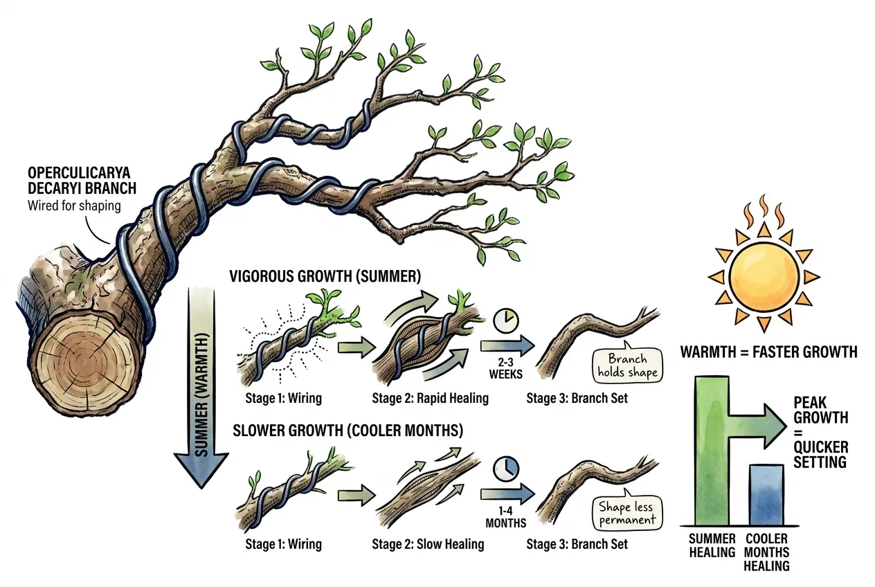 Wired summer branch healing fast as vigorous new shoots extend