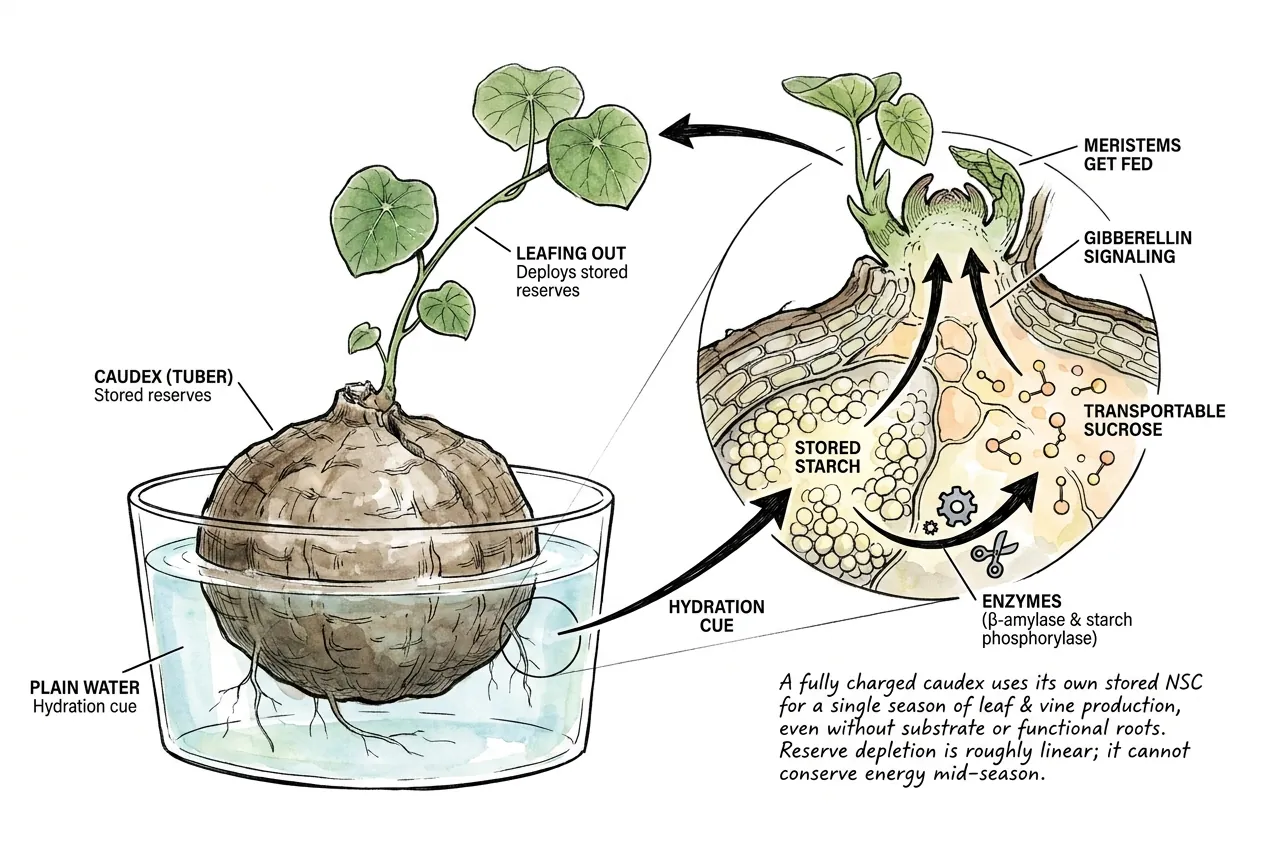 Caudex in shallow water bowl pushing vine using stored starch reserves
