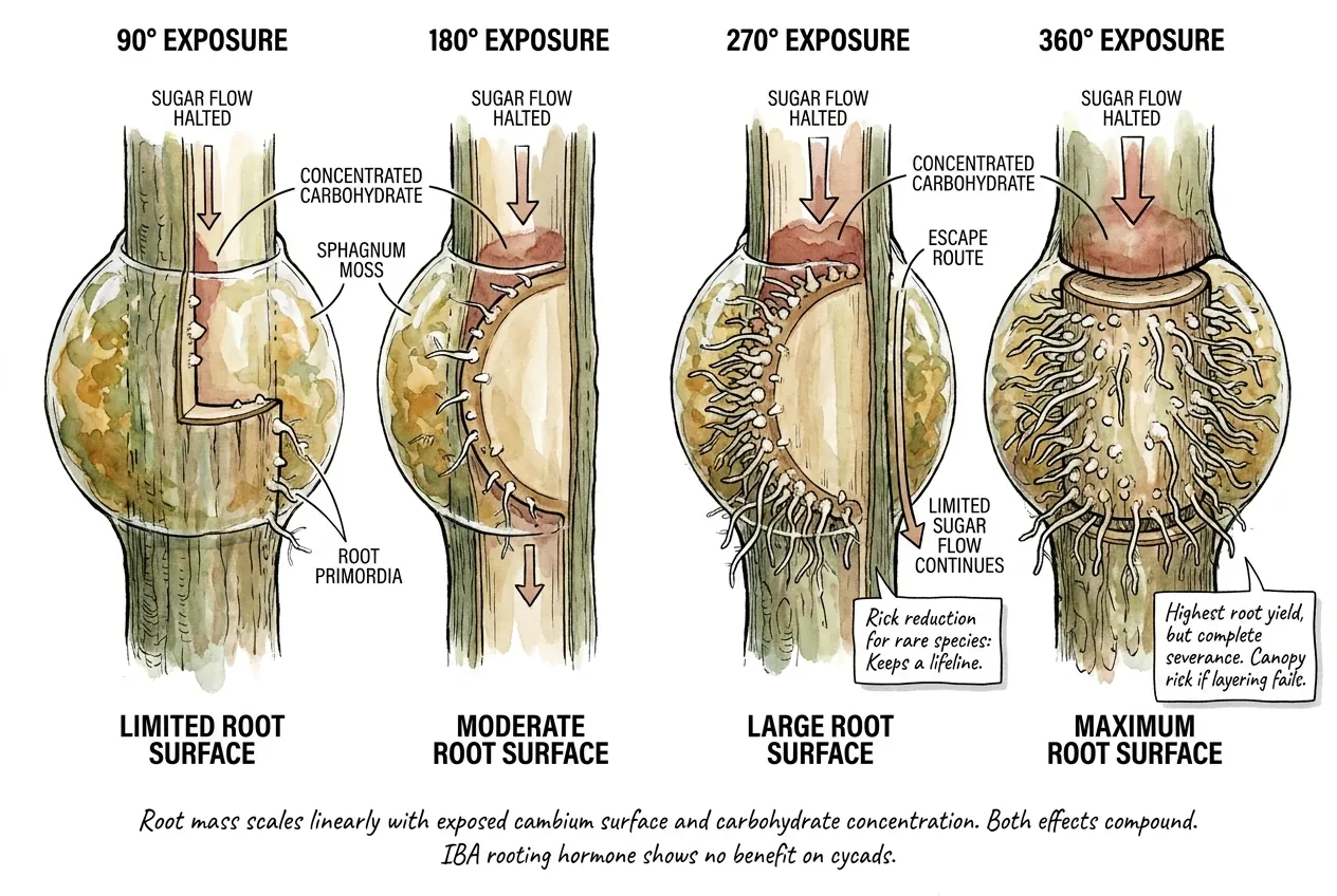 Comparison of 90, 180, 270 and 360 degree wound exposures on a cycad trunk