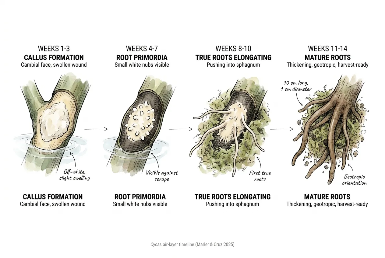 Timeline showing callus, primordia, elongation, and harvest-ready cycad roots