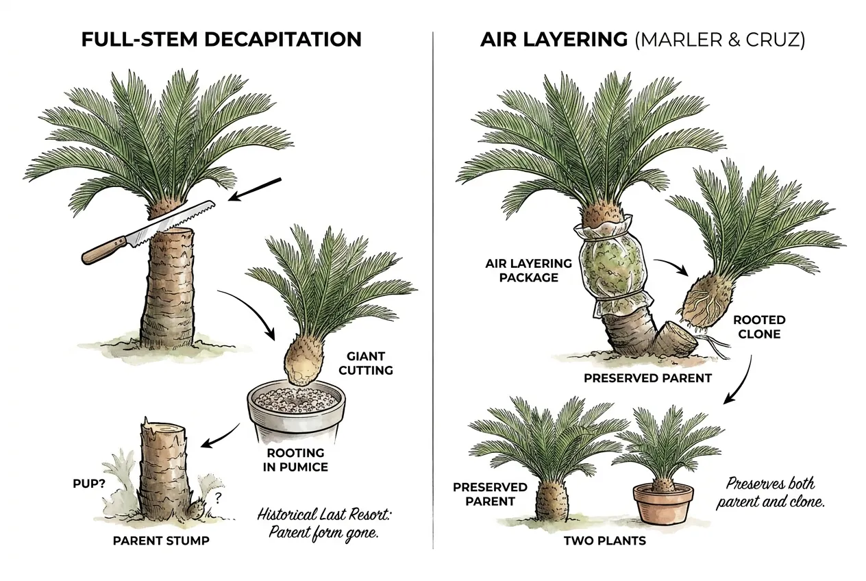 Decapitated cycad trunk with crown removed for full-stem cutting propagation