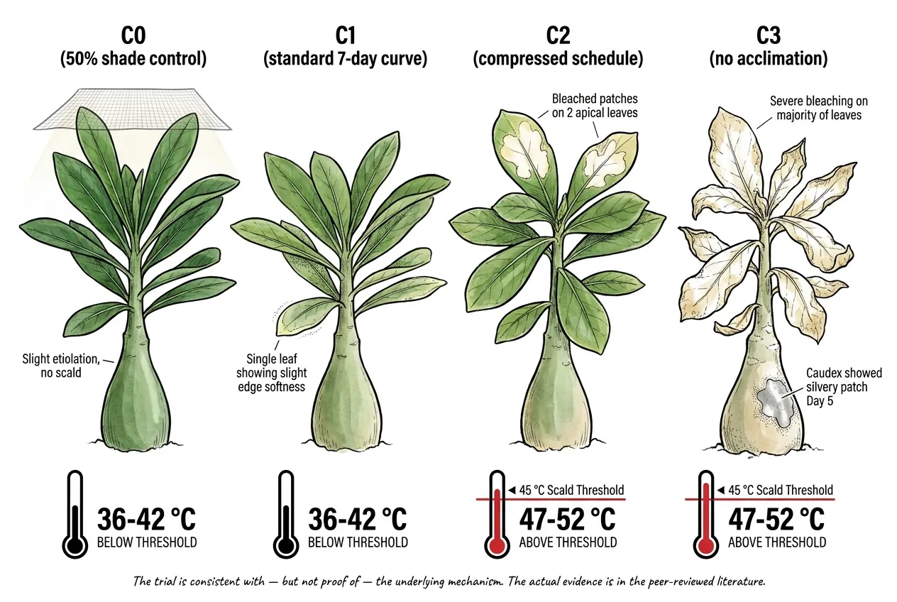 Damage-score chart from the four-plant Adenium acclimation trial at Day 7