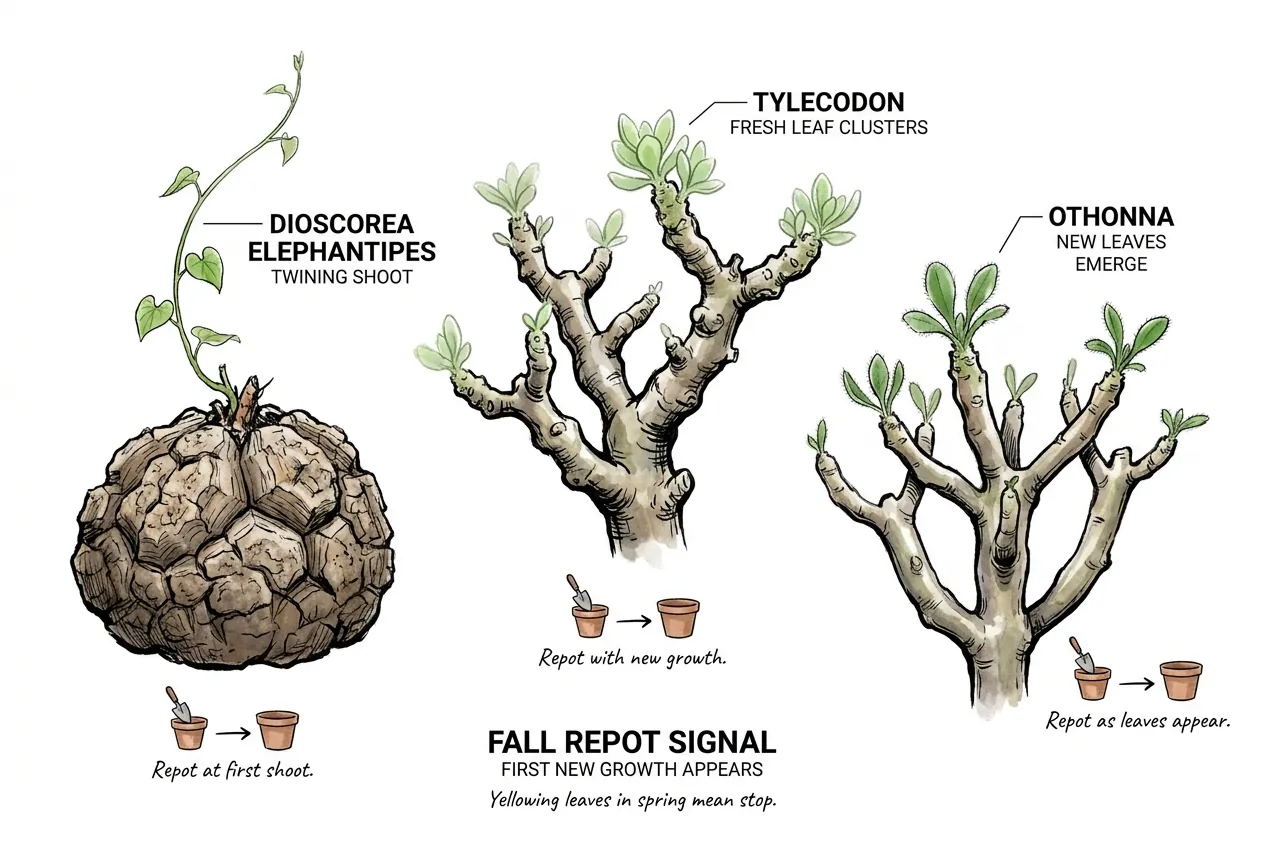 Dioscorea elephantipes twining shoot and fresh Tylecodon and Othonna leaves signaling fall growth