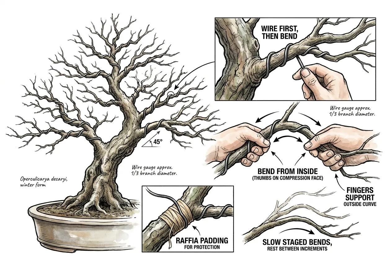 Thumbs pushing from inside a curve while fingers support the branch